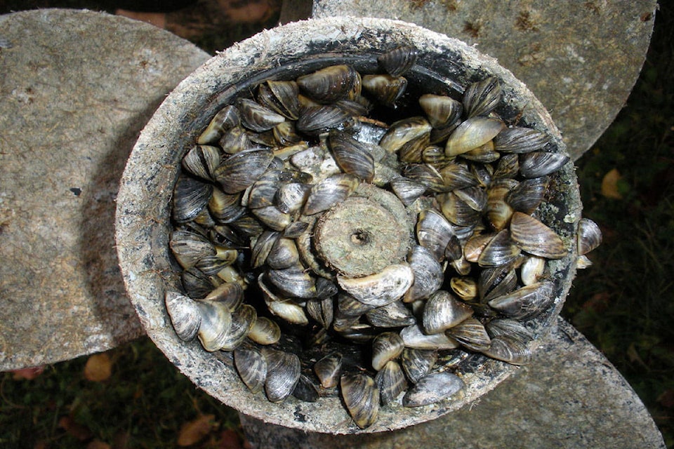 9284314_web1_171108_KCN_invasive-mussels2