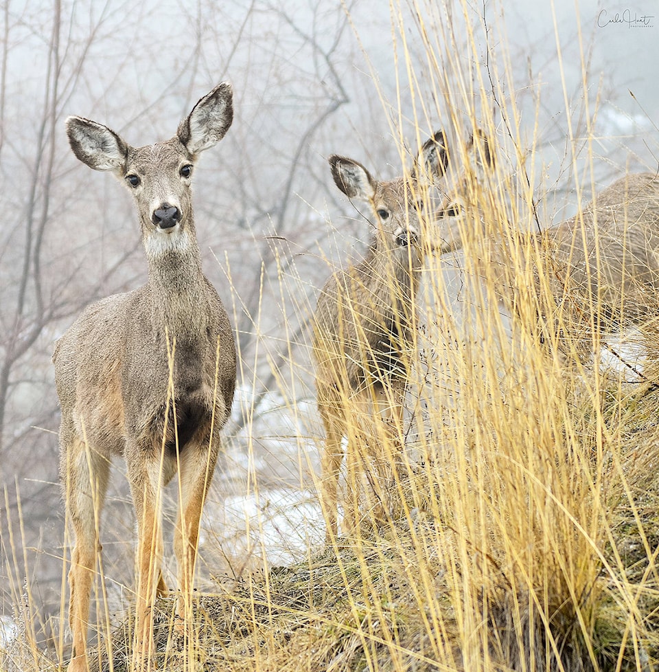 9311939_web1_ch-Mule-Deer-3-17-17