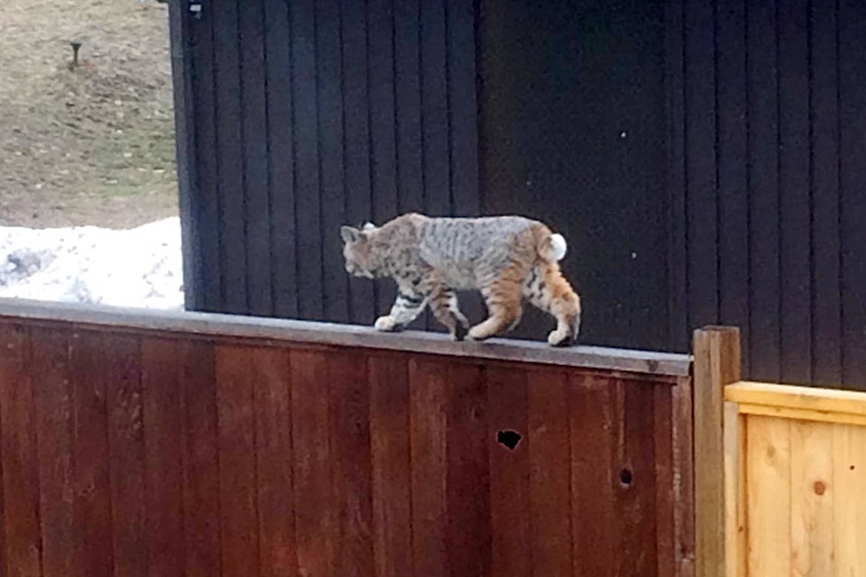 9413418_web1_171122-SAA-bobcat-sighting