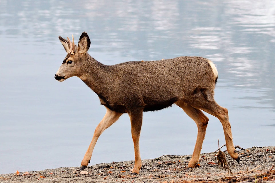 9460545_web1_Mule-Deer-Buck