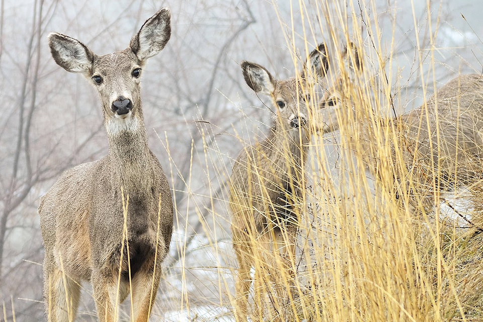 9564707_web1_ch-Mule-Deer-3-17-17WEB