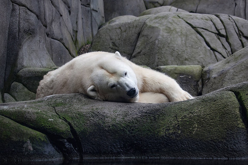 9805554_web1_copy_171215-KCN-polar-bear