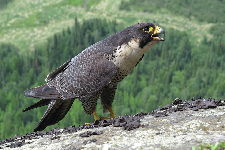 9839807_web1_171220_KCN_Falcon