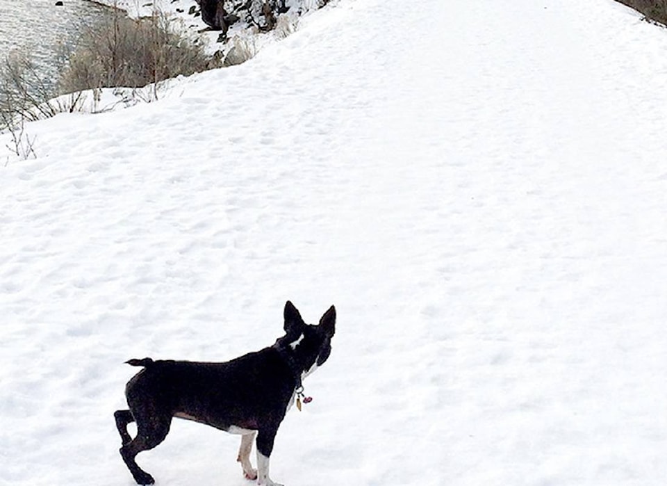 10006513_web1_171229_VMS_dog-on-rail-trail