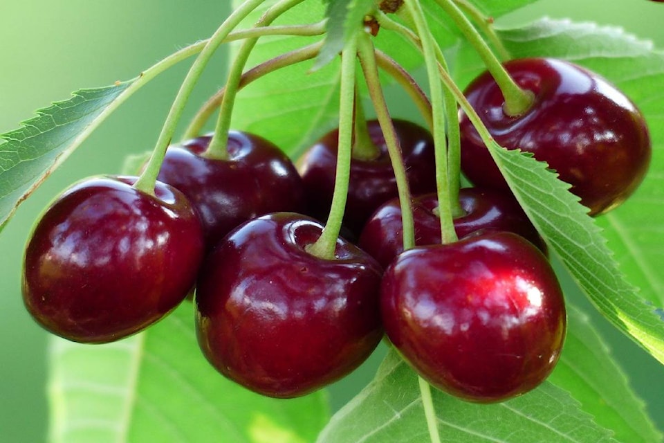 10497517_web1_180207-KCN-cherries