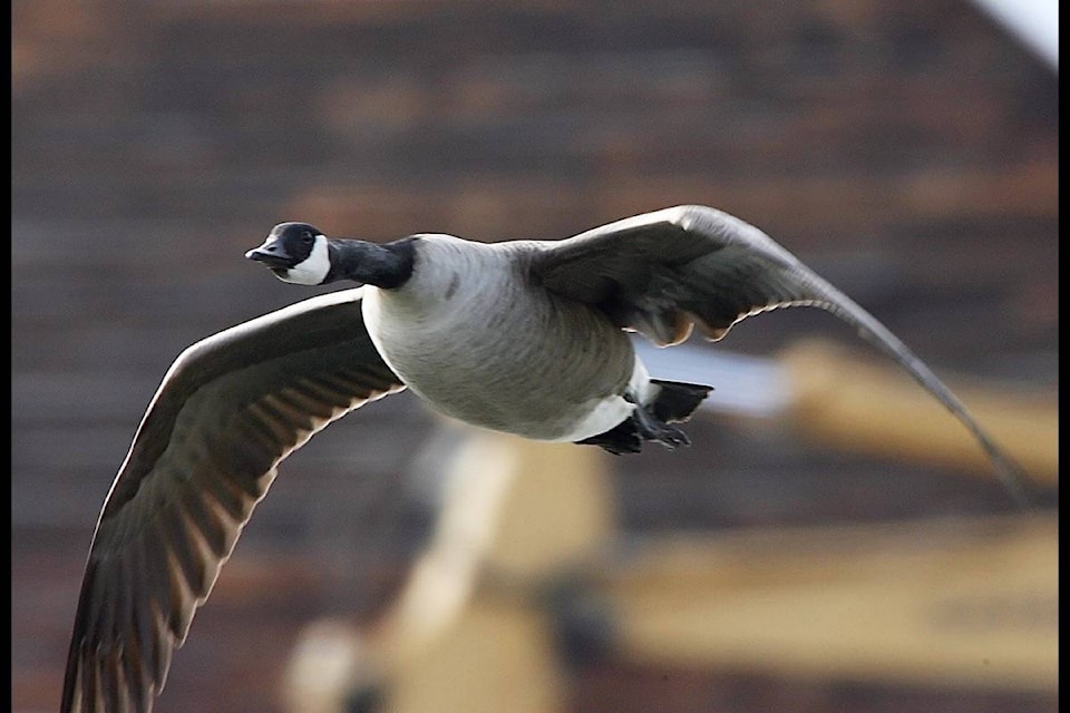 10838833_web1_170405-VMS-M-Canada-geese