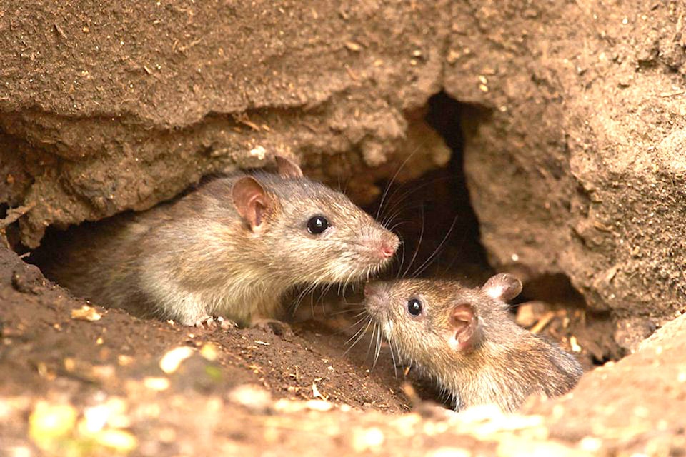 10879453_web1_Rats