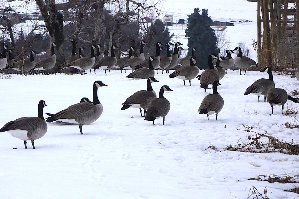 10961607_web1_Geese