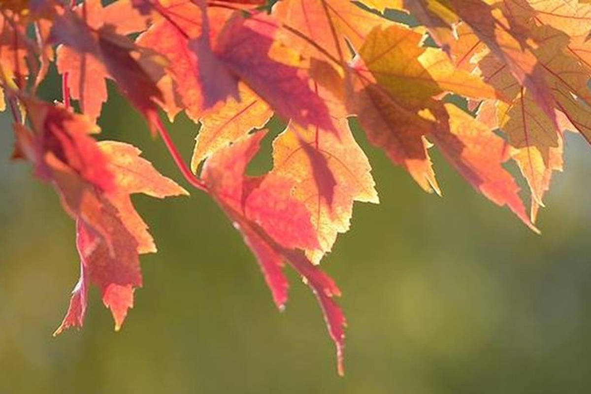 Kelowna asking residents to make a ‘treemendous’ purchase Kelowna