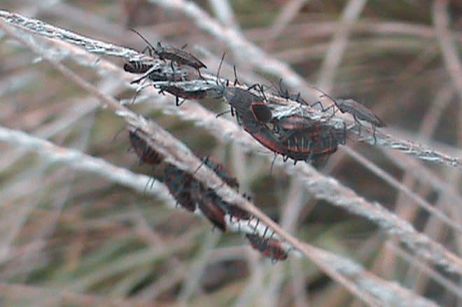 11055653_web1_copy_180317-WIN-boxelder-bugs