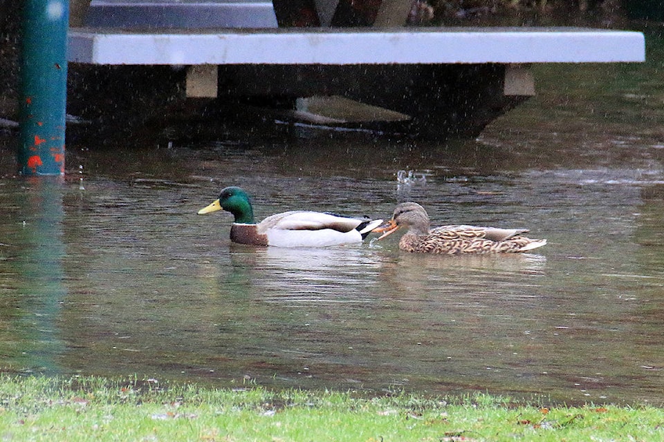 11157732_web1_flooding-duck-pond-for-gps