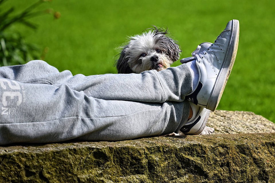 11554414_web1_180421-KCN-dog