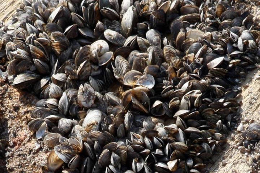 11623528_web1_170519-KCN_Lake-Winnipeg-zebra-mussels-e1431110388541