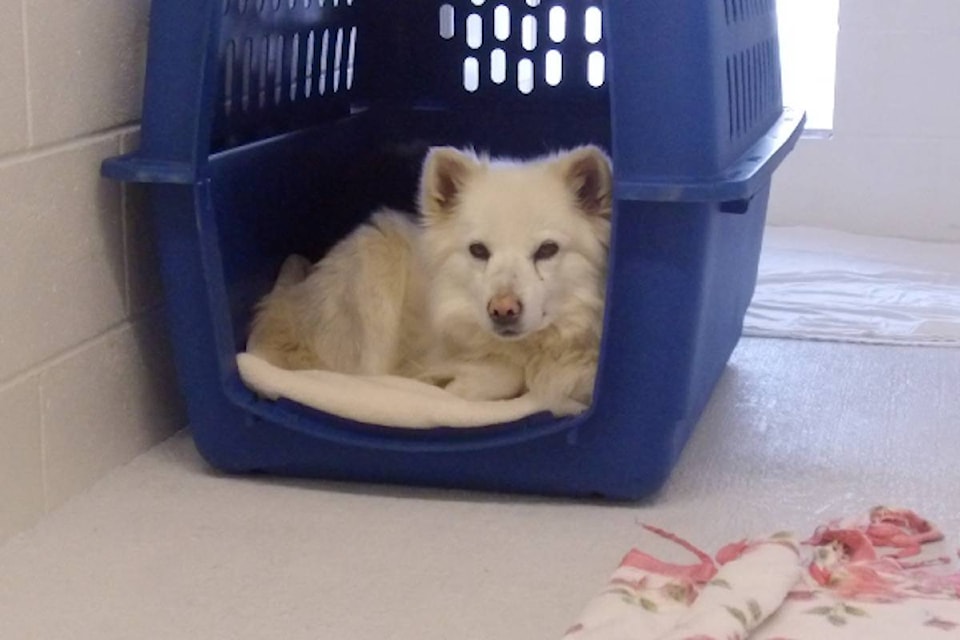 11720436_web1_180502-WLT-dogs-seized-appeal_1