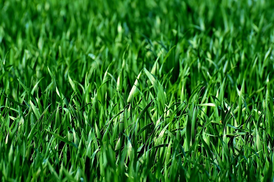 11756687_web1_180405-KCN-grass_1