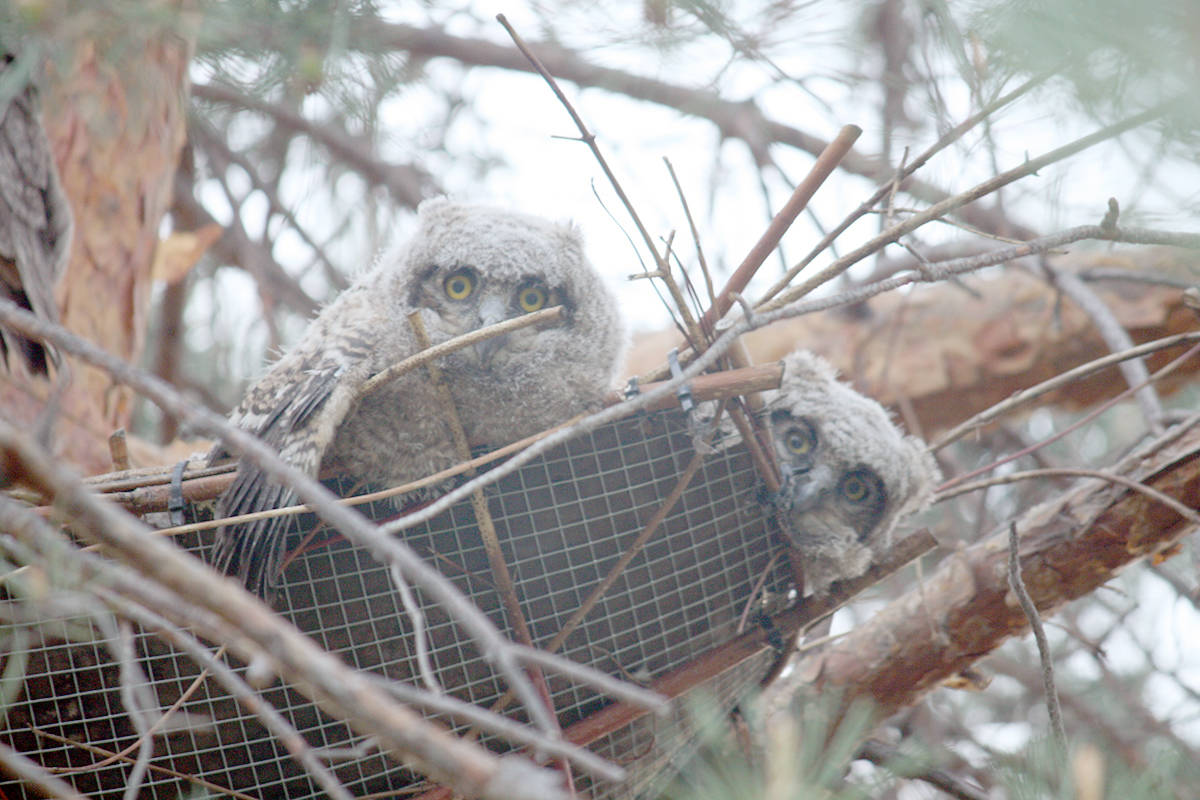 11789443_web1_180509-VMS-owlets-3