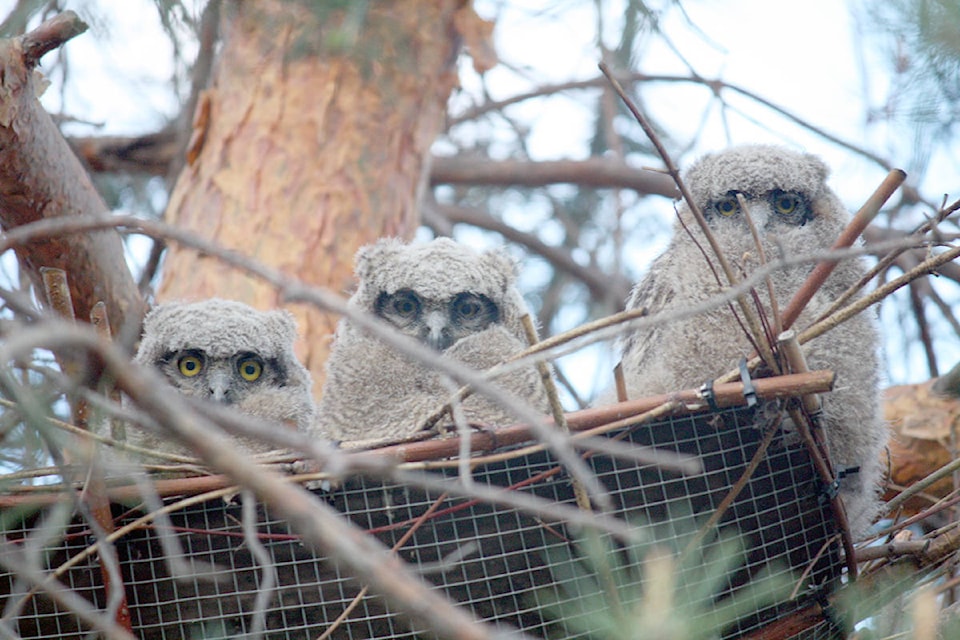 11789443_web1_copy_180509-VMS-a-owlets-1