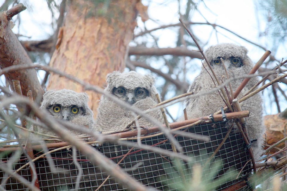 11789443_web1_copy_180509-VMS-a-owlets-1