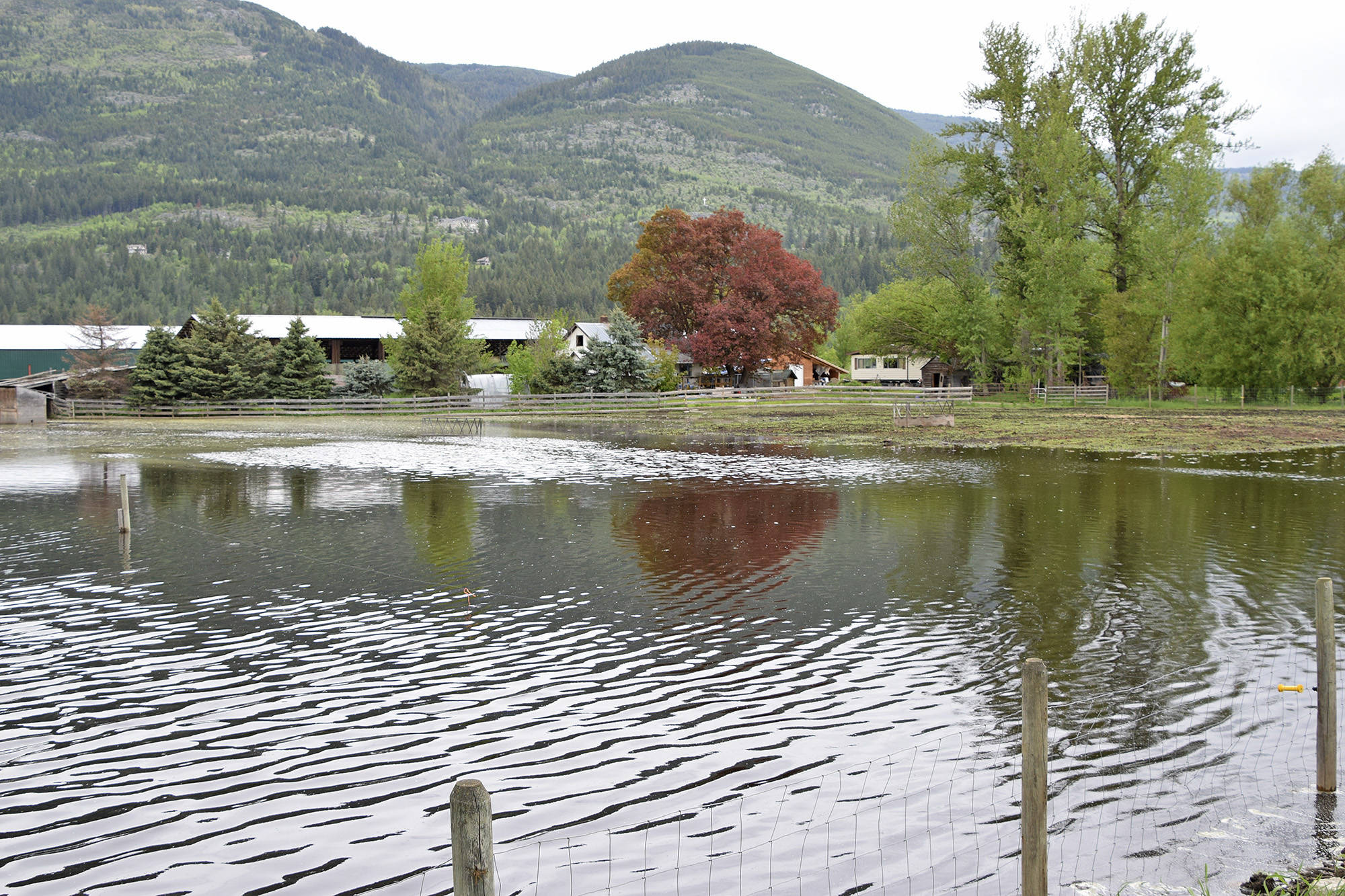 11925011_web1_-silver-creek-flood-2018-field-on-50th-DSC_3115