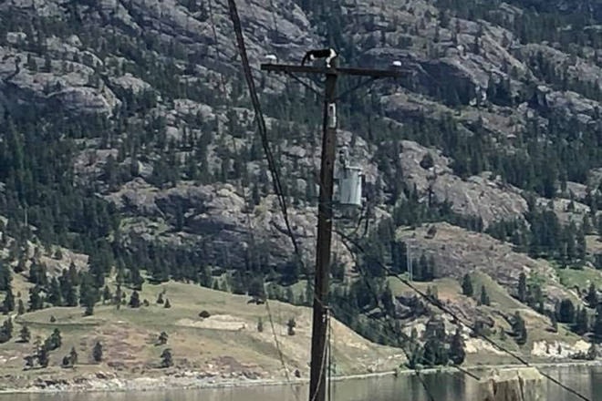 11973491_web1_180523-PWN-cat-telephonepole-T