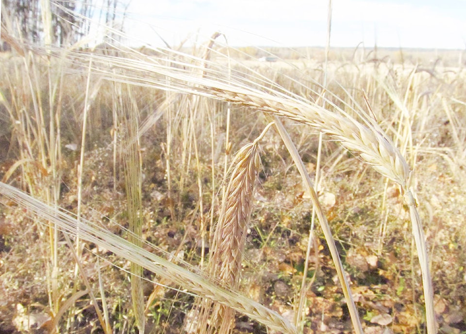 12201039_web1_Pyy-wheat