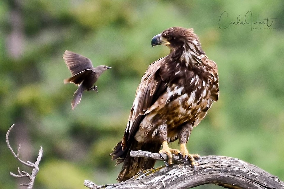 12350505_web1_Bald-Eagle-Harassed-1737