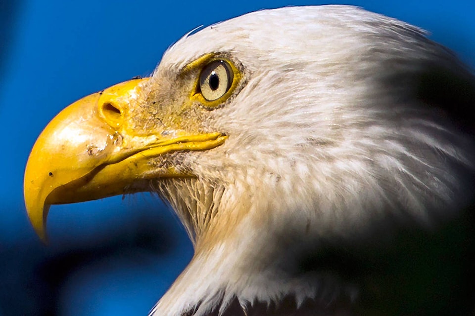 12381387_web1_180620-SAA-bald-eagle