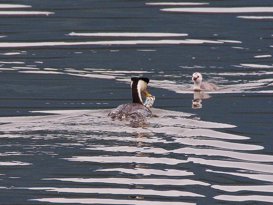 12534913_web1_180704-SAA-grebes