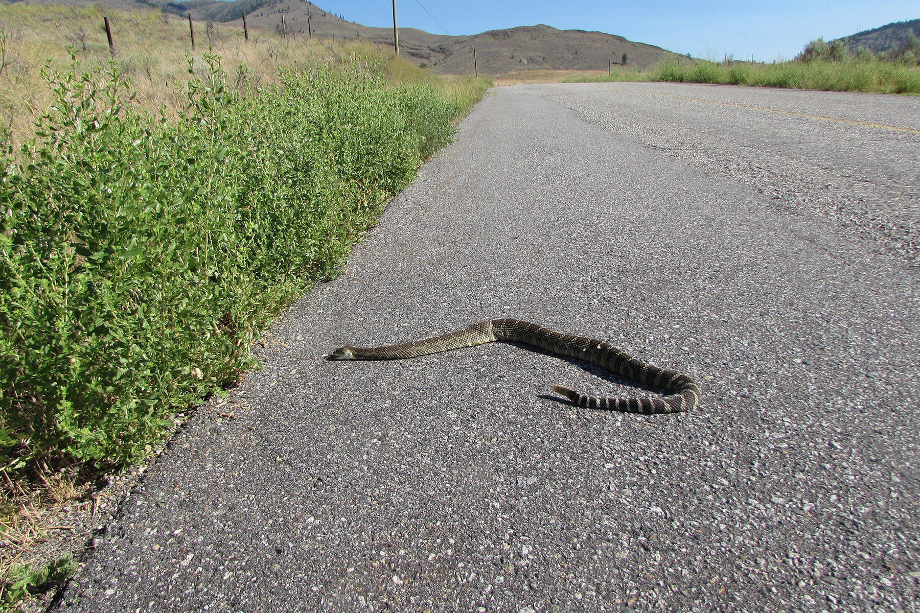 12419028_web1_180622-PWN-rattlesnakes2_2