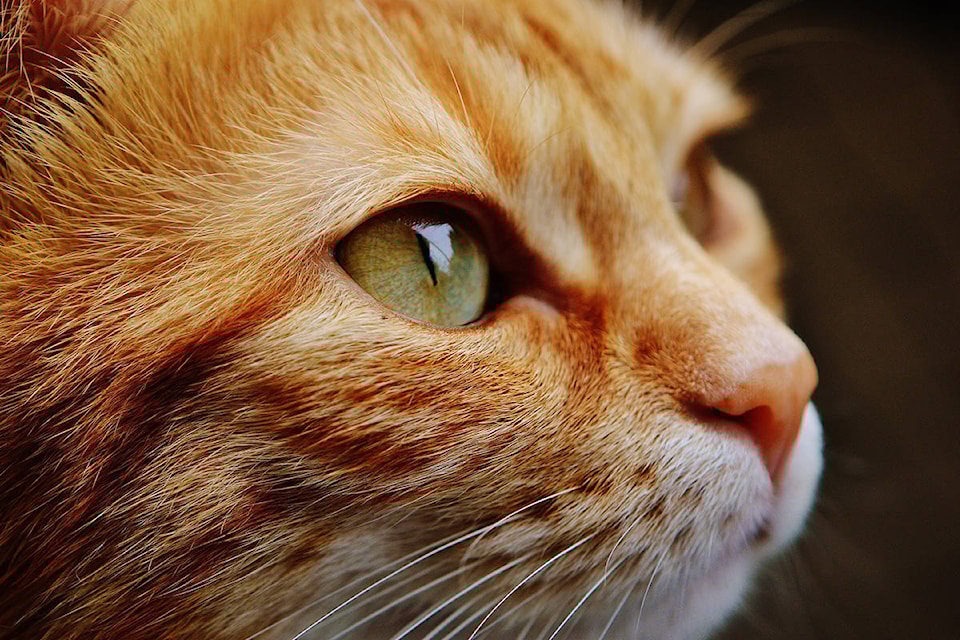 12708786_web1_180719-SUM-S-Critteraid-50-cats_1