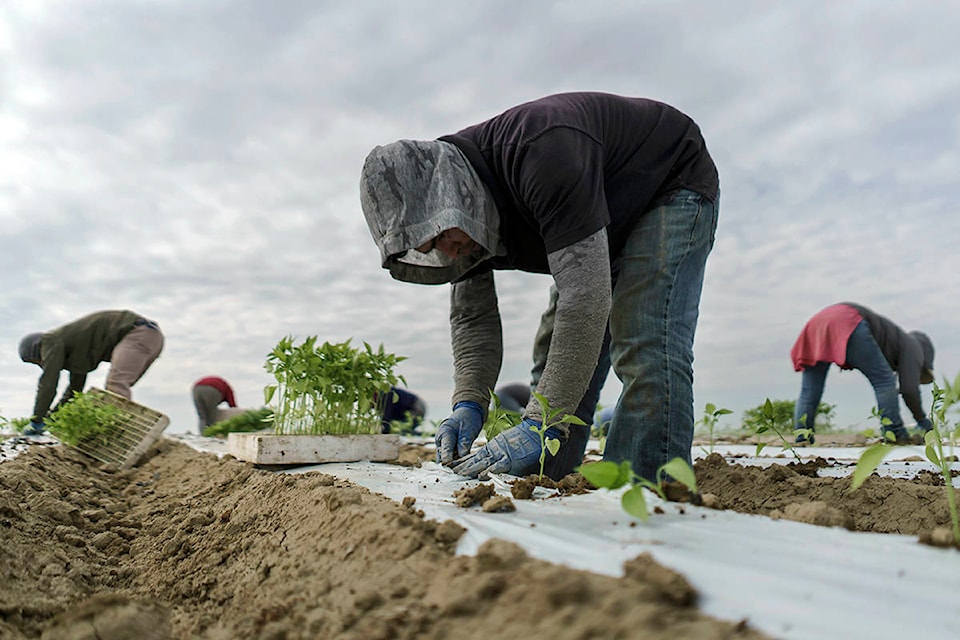 13027012_web1_FarmWorkers