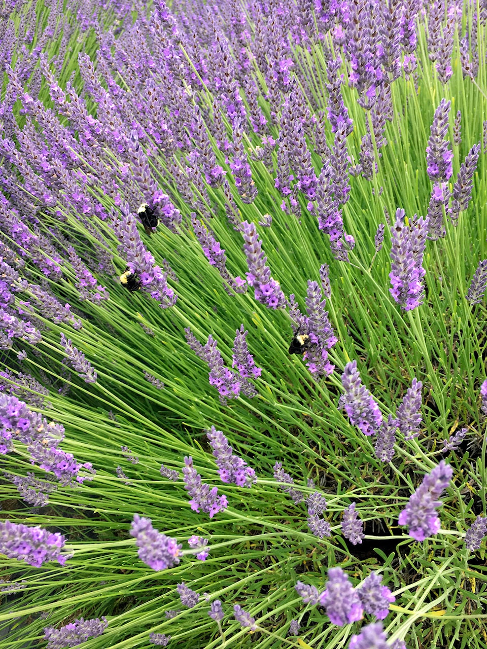 13046719_web1_lavender-bees-print