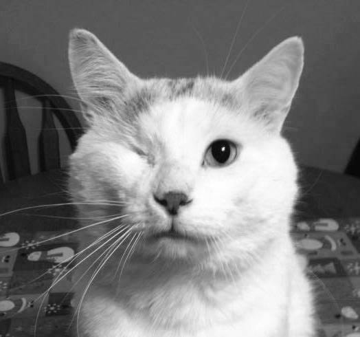 13247138_web1_Joe-the-cat
