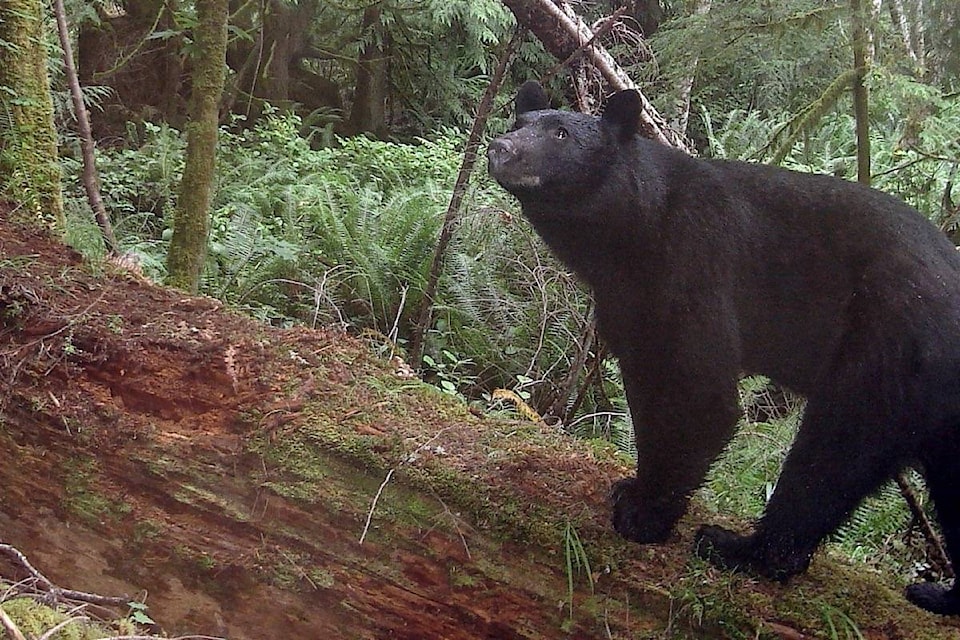 13624767_web1_180801-SNM-M-Black-Bear---Sooke-Hills