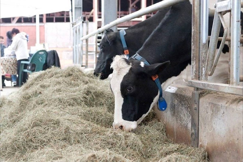 13873175_web1_181001-PQN-M-Dairy-cows