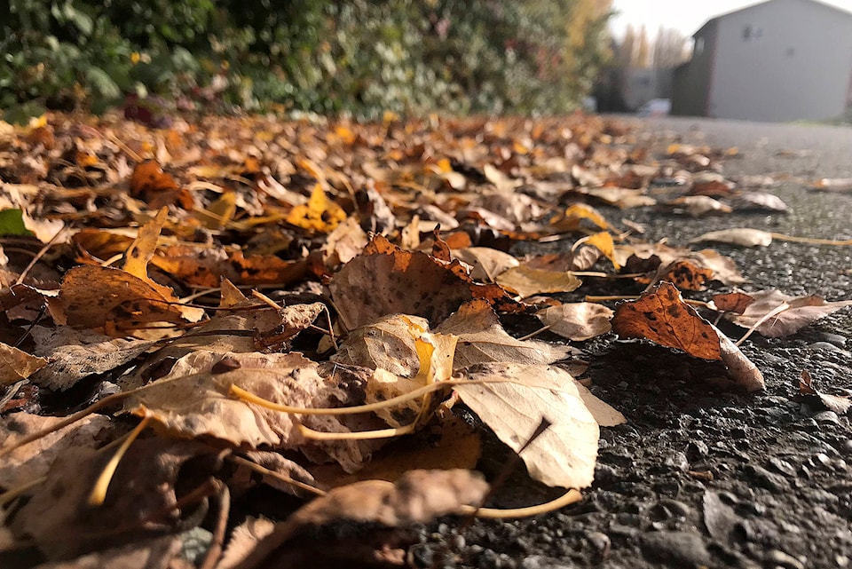 14292329_web1_fall-leaves