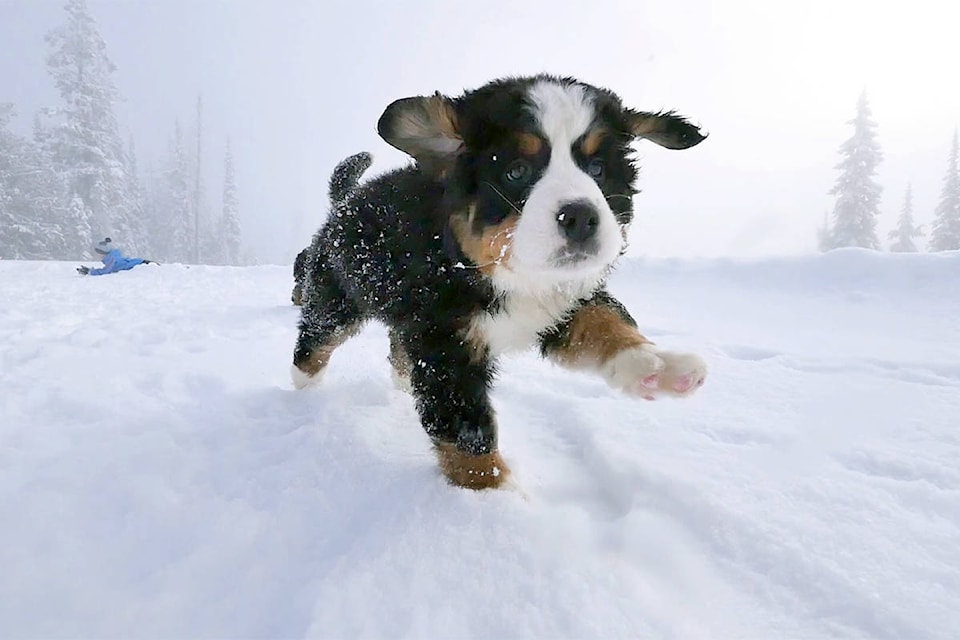 14627357_web1_181205-VMS-bernese-puppy