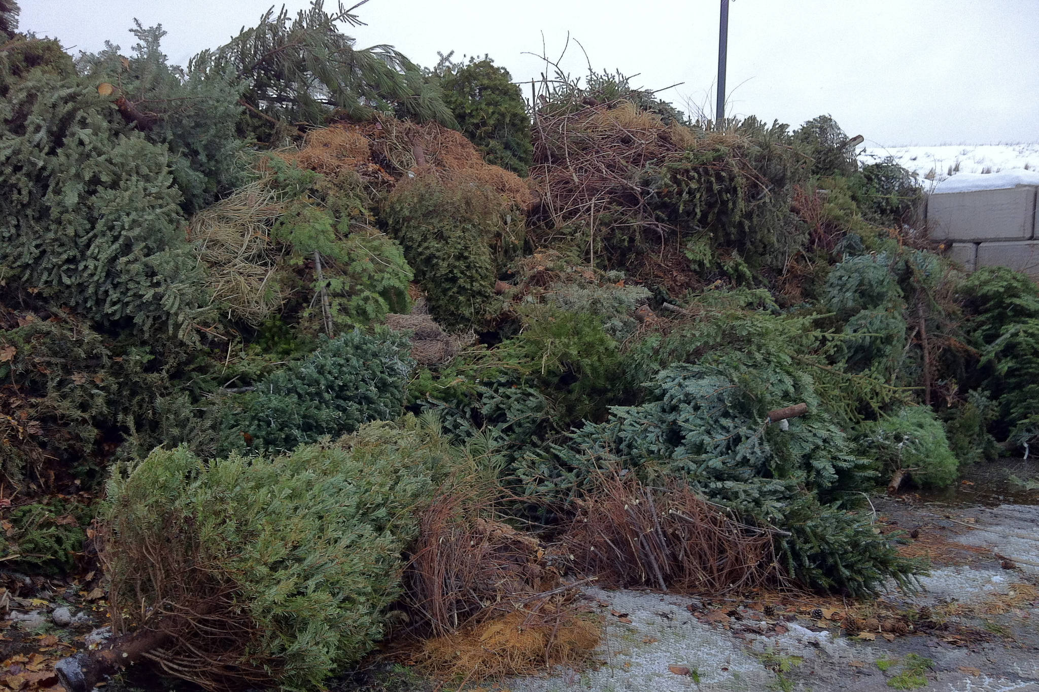 Holiday guide to tree chipping in the Central Okanagan Kelowna