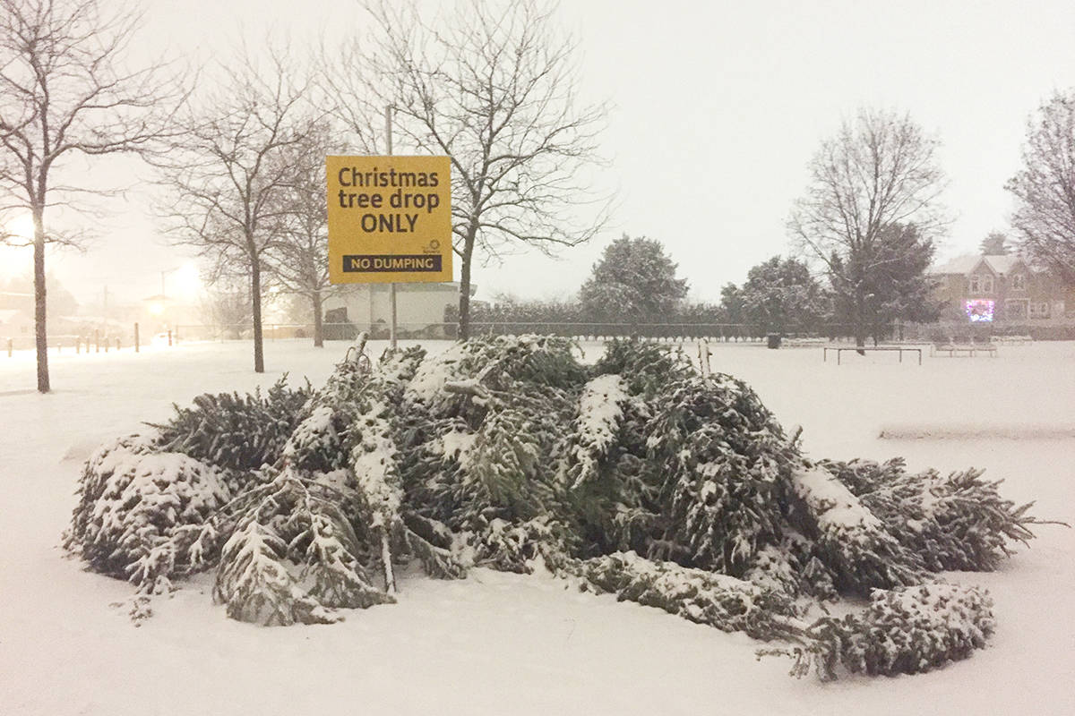 Get rid of your old Christmas trees for free in Kelowna Kelowna