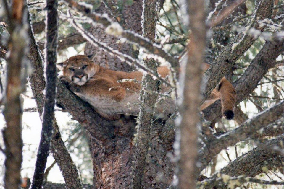 15227818_web1_190123-VMS-lumby-cougar-encounter_1