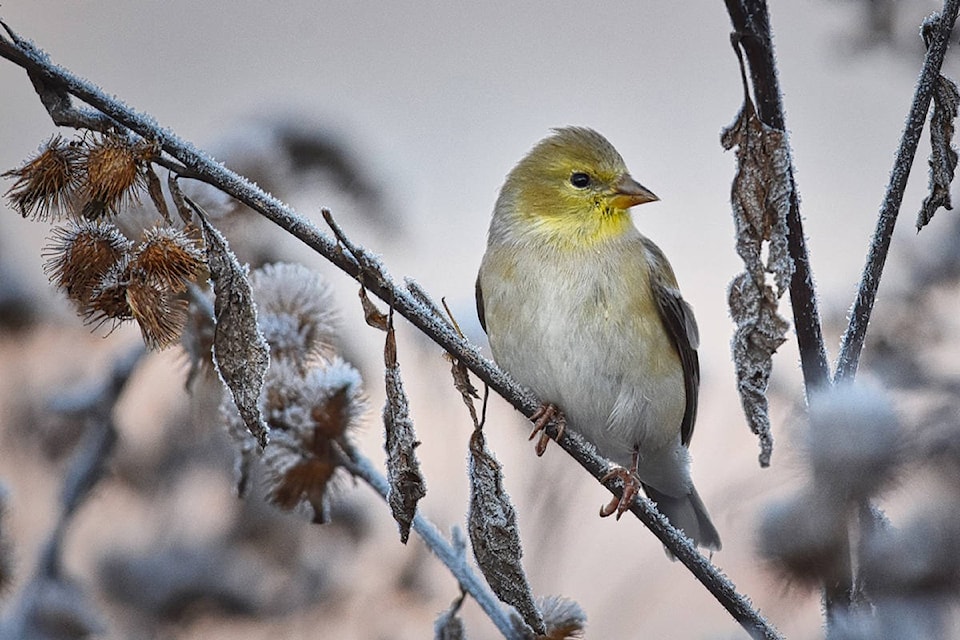 15551497_web1_190220-SAA-Goldfinch