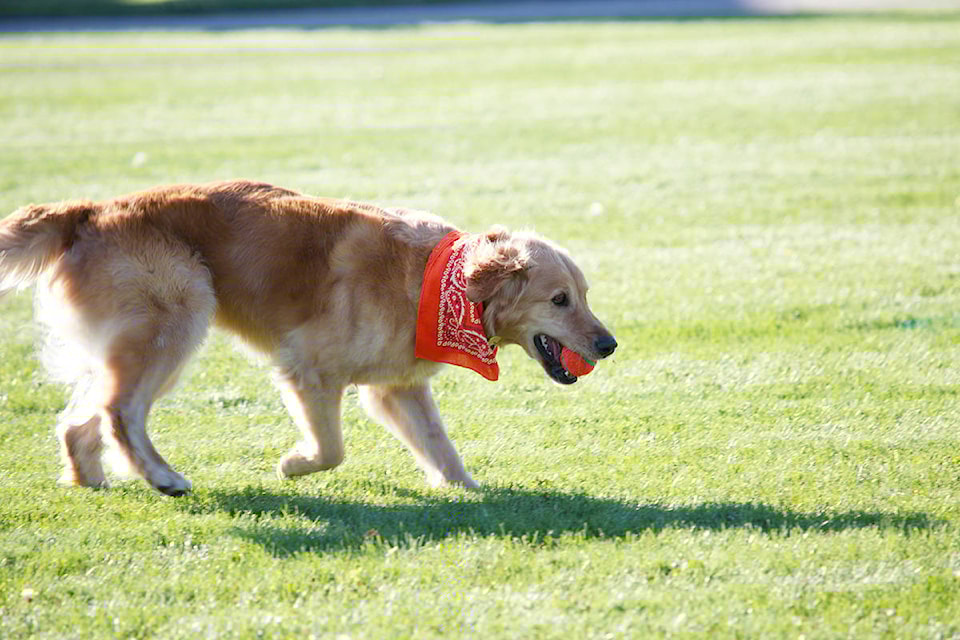 15970247_web1_171110-KCN-dog-parks