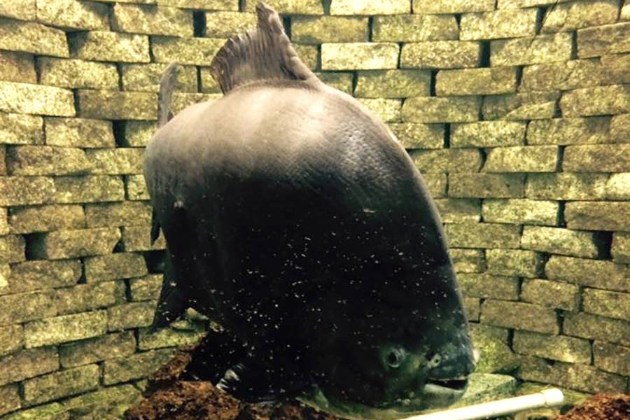 Video Meet Pacu, the Shuswap’s largest and oldest pet fish Kelowna