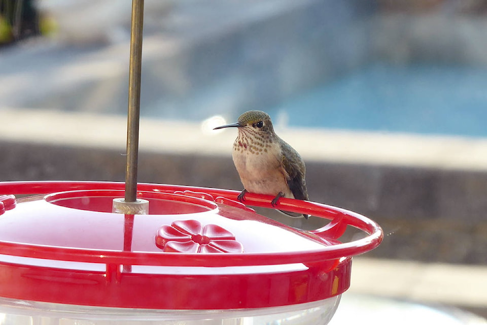 16287864_web1_190410-VMS-hummingbird_2