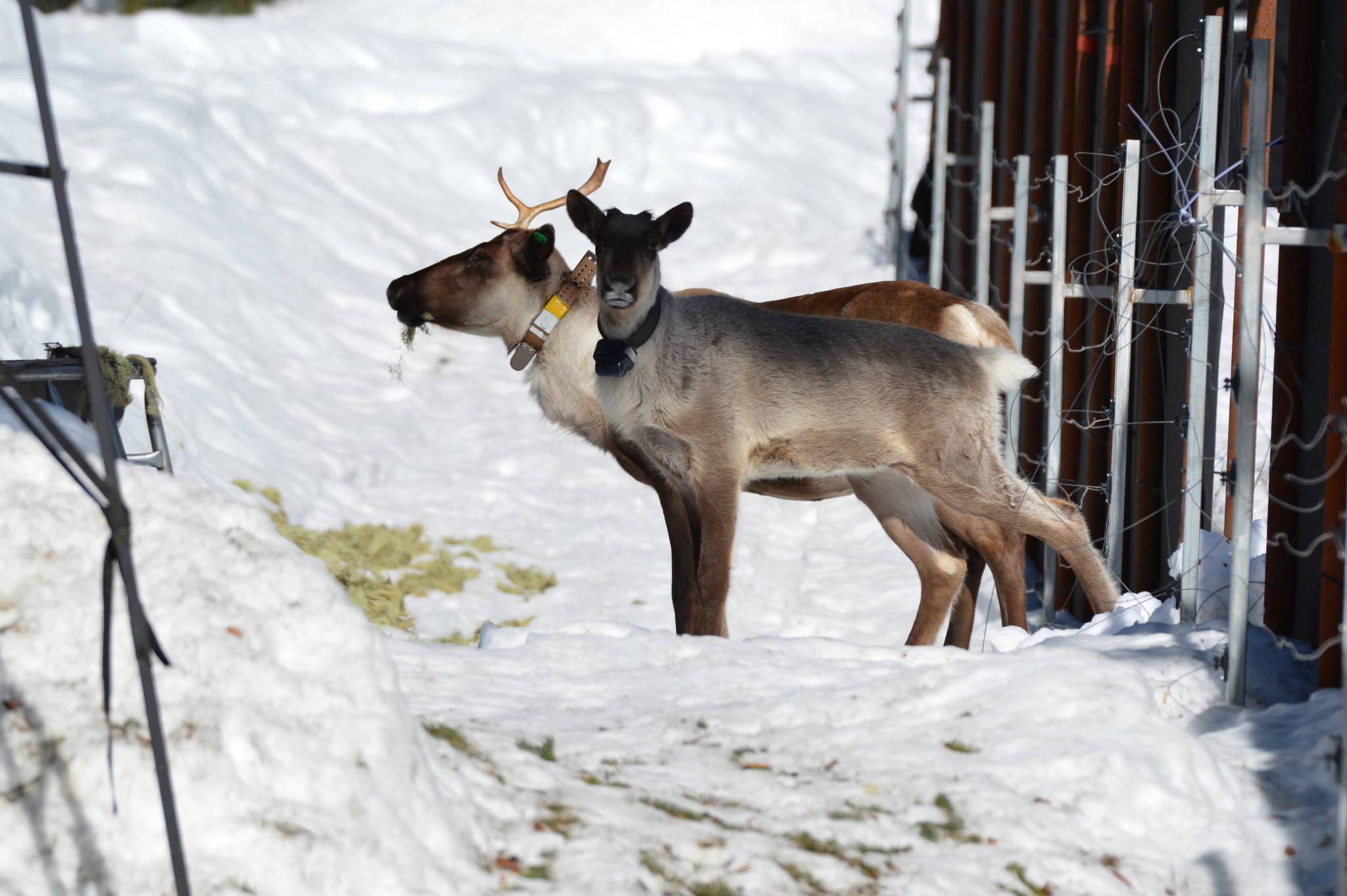 Last caribou from lower 48 U.S. states released back into the wild