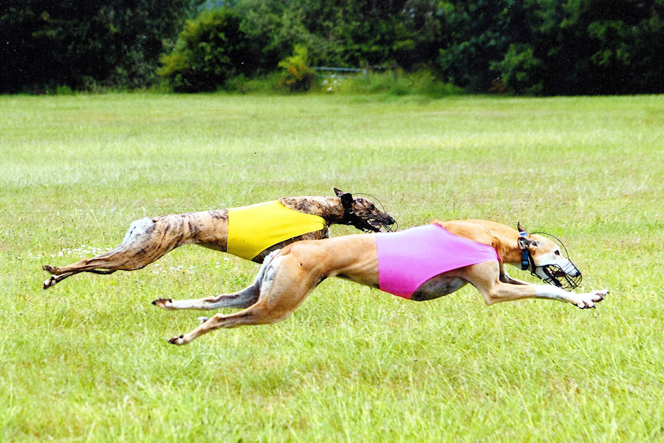 16589142_web1_190501-VMS-whippets1