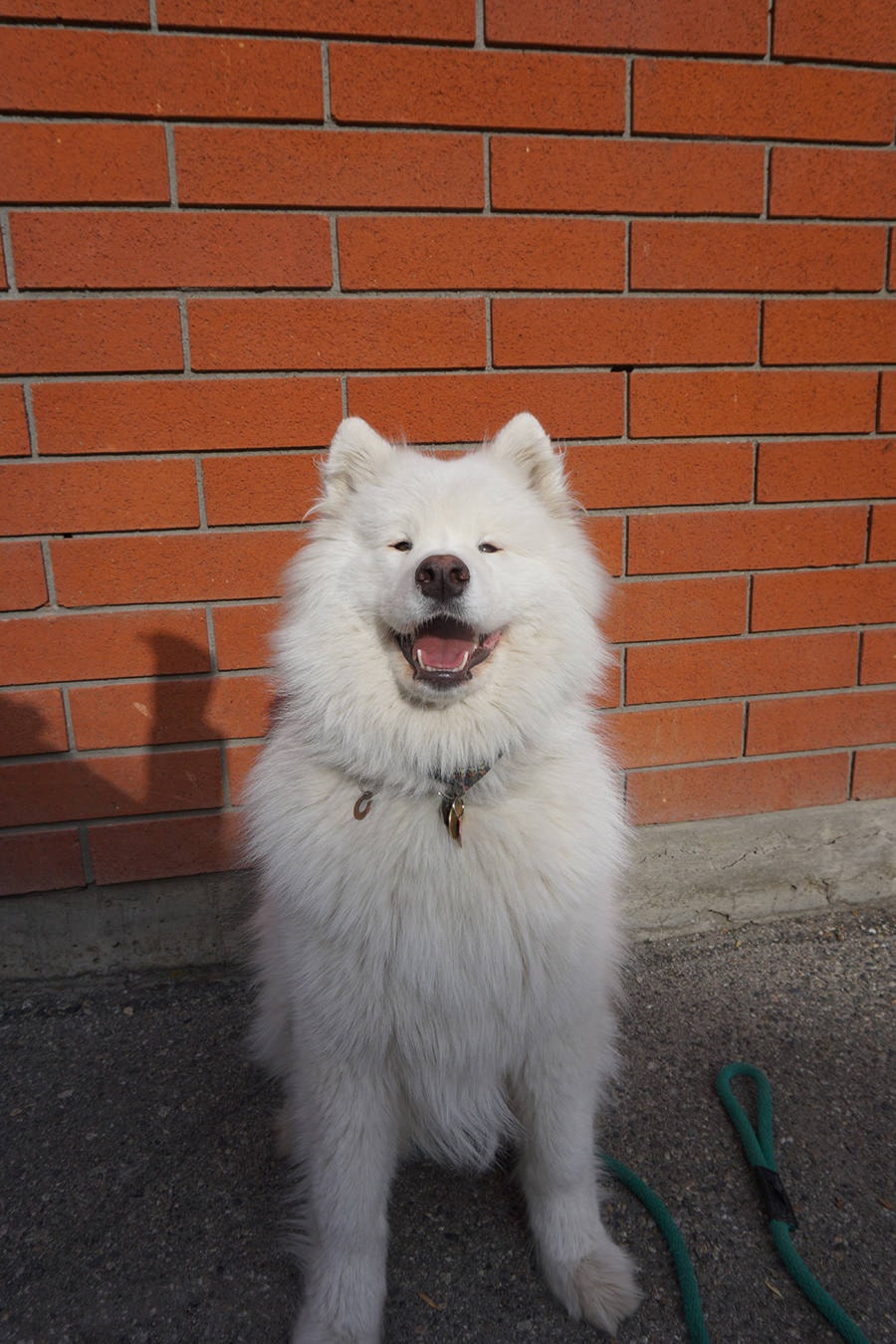 16637078_web1_kelowna-dog