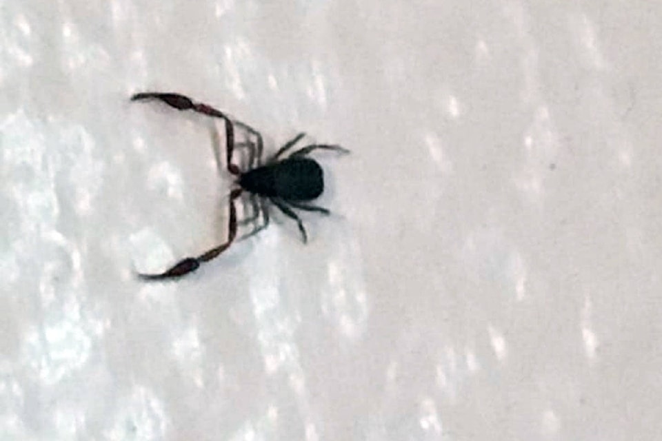 16643218_web1_190503-VMS-pseudoscorpion-FLARE_1