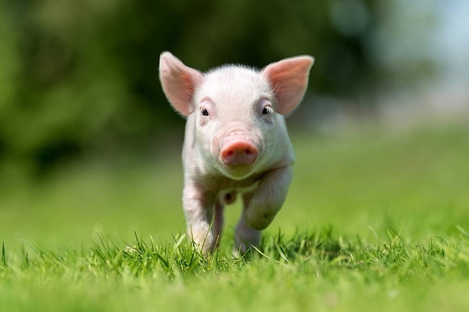 16955693_web1_190522-BPD-pig