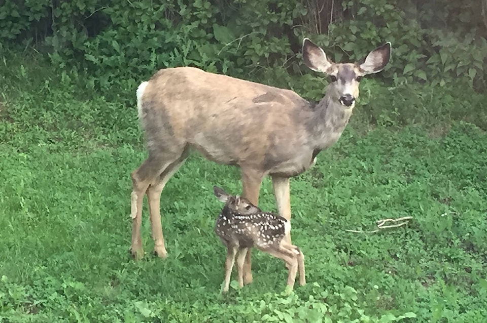 17025674_web1_fawn_takes_first_steps